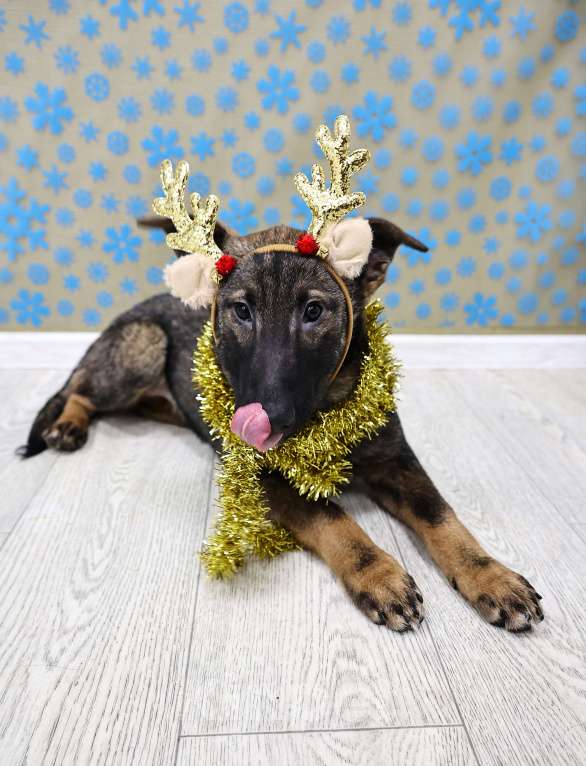 Собаки в Москве: Щенки бесплатно в Москве Девочка, Бесплатно - фото 7