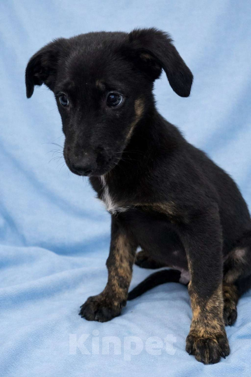 Собаки в Москве: Щенок мальчик Элвис ищет дом Мальчик, Бесплатно - фото 7