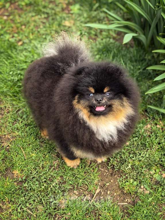 Собаки в Москве: Черно  подпалый медведь 🐻  Мальчик, 180 000 руб. - фото 2