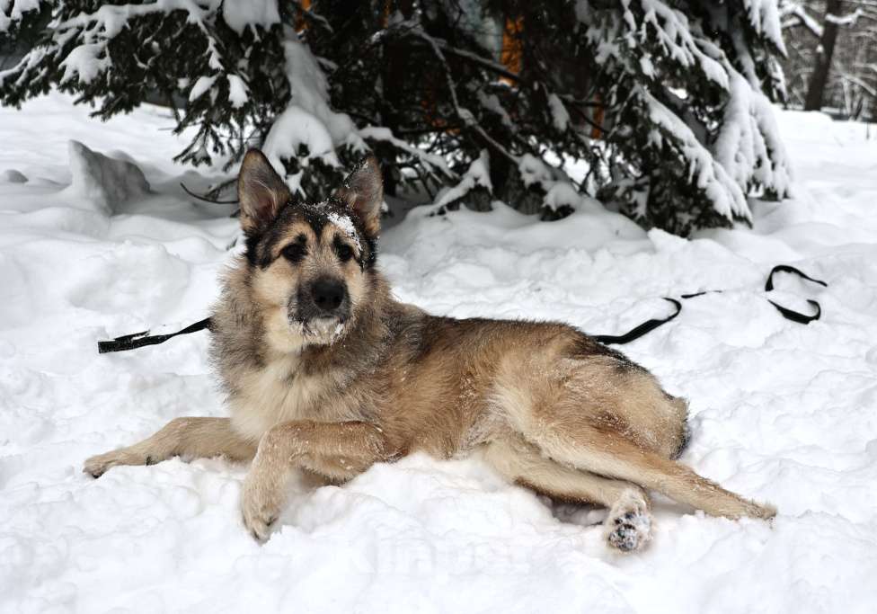 Собаки в Москве: Собака бесплатно в Москве Мальчик, Бесплатно - фото 4