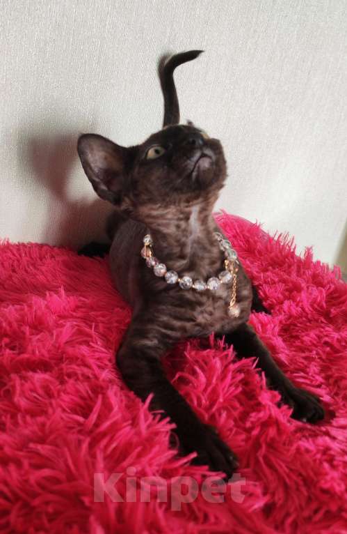Кошки в Горячем Ключе: Котенок Девон Рекс девочка черная Девочка, 60 000 руб. - фото 8