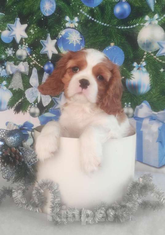 Собаки в Магнитогорске: Кавалерчики Девочка, 80 000 руб. - фото 1