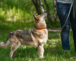 Собаки в Москве: Солнечный пёс Мишка Мальчик, Бесплатно - фото 5