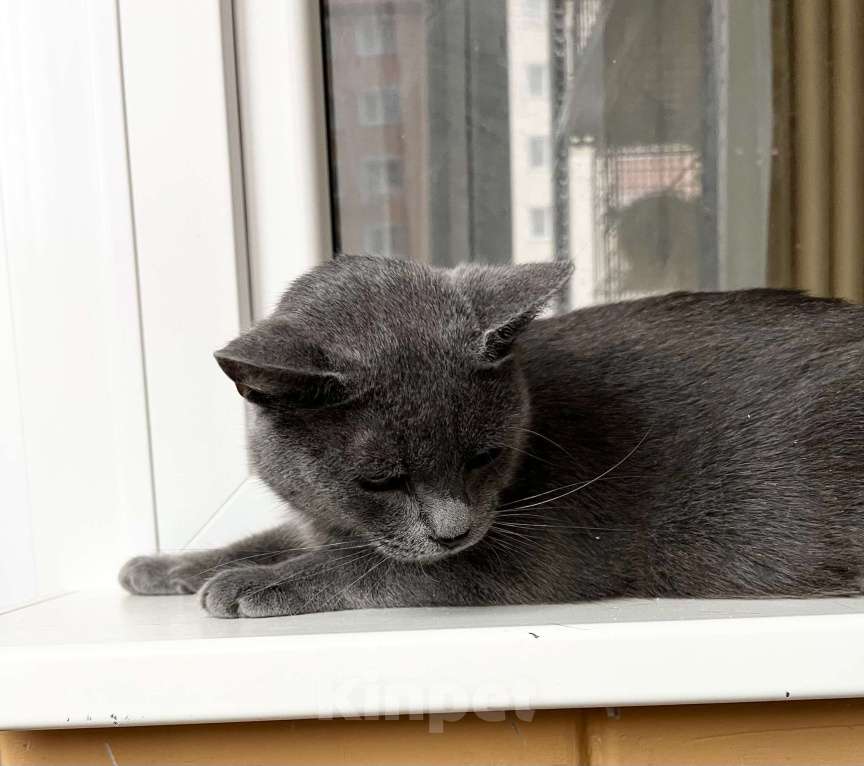 Кошки в Москве: Красивый молодой котик Сержант в добрые руки Мальчик, Бесплатно - фото 2