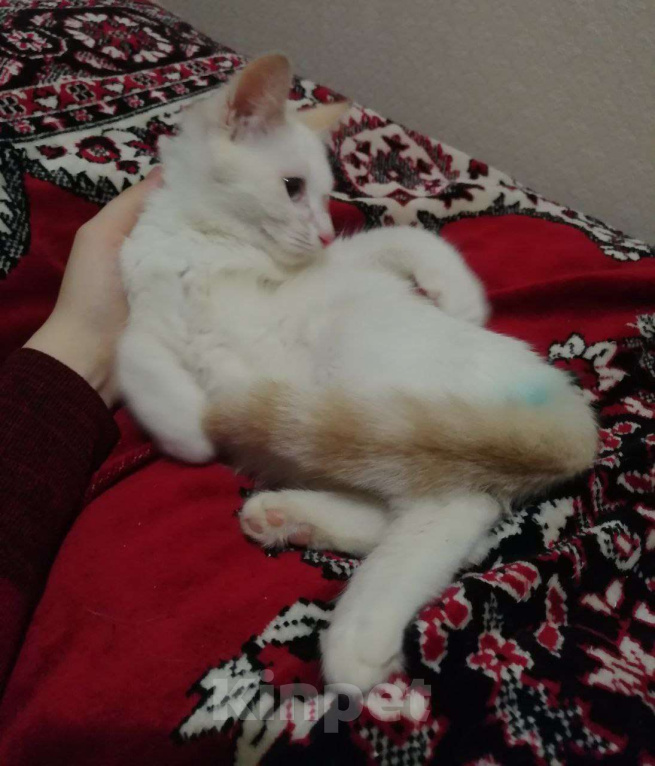 Кошки в Вологде: Котёнок  Мальчик, Бесплатно - фото 3