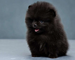 Собаки в Иркутске: Померанский шпиц Мальчик, 30 000 руб. - фото 1