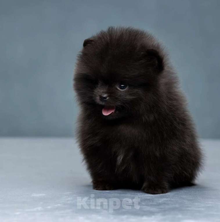 Собаки в Иркутске: Померанский шпиц Мальчик, 30 000 руб. - фото 1