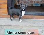 Собаки в Хабаровске: Продам мальчика чихуахуа Мальчик, 50 000 руб. - фото 2