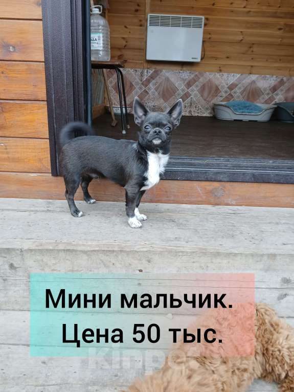 Собаки в Хабаровске: Продам мальчика чихуахуа Мальчик, 50 000 руб. - фото 2