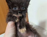 Кошки в Ижевске: котенок в добрые руки Мальчик, Бесплатно - фото 4
