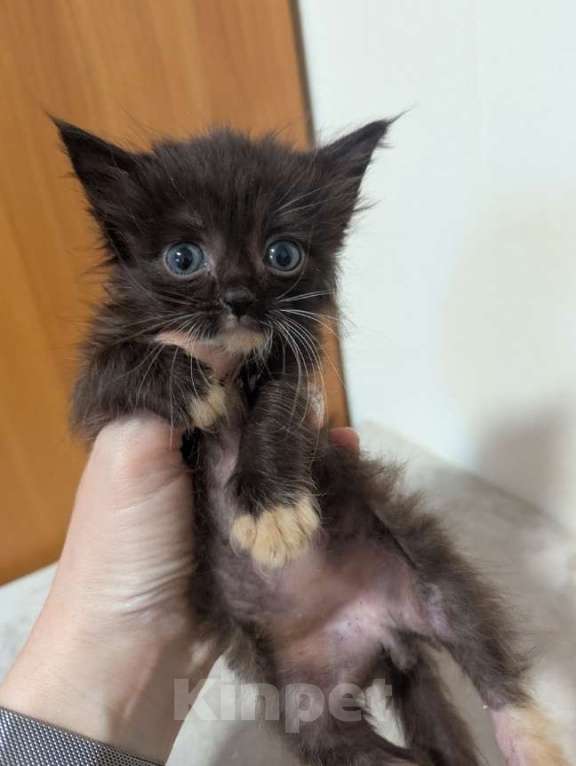 Кошки в Ижевске: котенок в добрые руки Мальчик, Бесплатно - фото 4