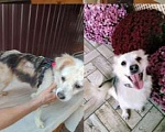 Собаки в Краснодаре: Несси Девочка, 1 руб. - фото 3