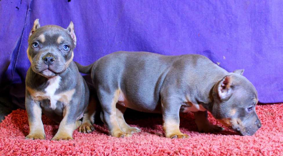 Собаки в других городах Ярославской области: Девочка булли с сёстрами Девочка, 90 000 руб. - фото 5