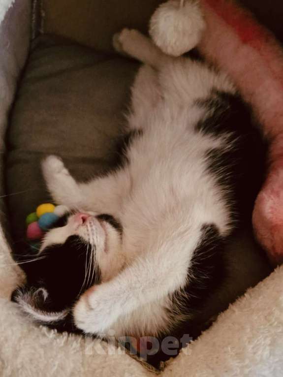 Кошки в Москве: Котенок в добрые руки Девочка, 10 руб. - фото 4