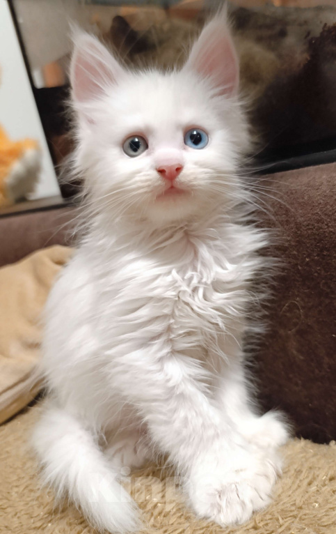 Кошки в Москве: Разноглазая девочка полидакт Девочка, 50 000 руб. - фото 1