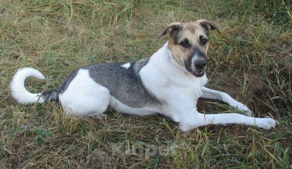 Собаки в Москве: Умный песик Робин Мальчик, Бесплатно - фото 6