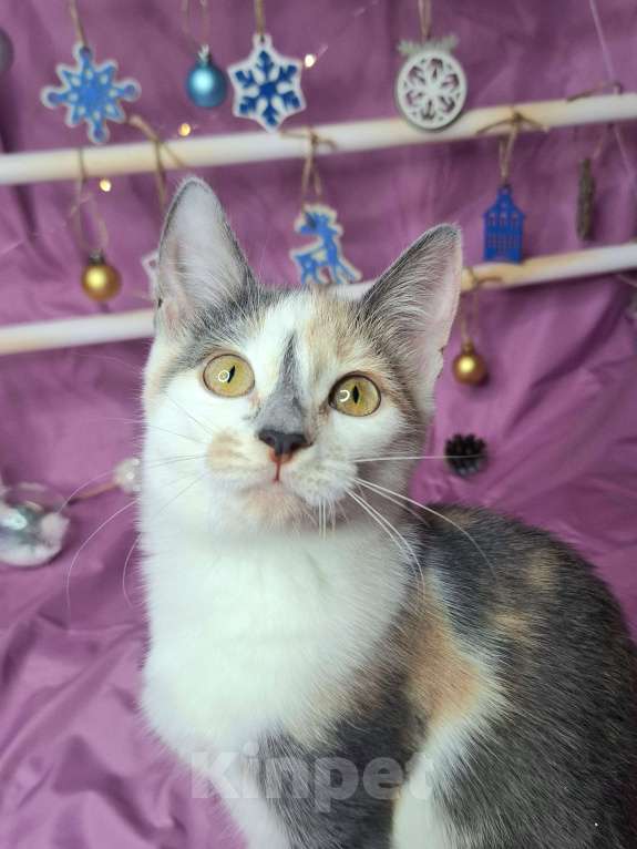 Кошки в Москве: Котёнок трехцветого окраса в добрые руки  Девочка, Бесплатно - фото 6