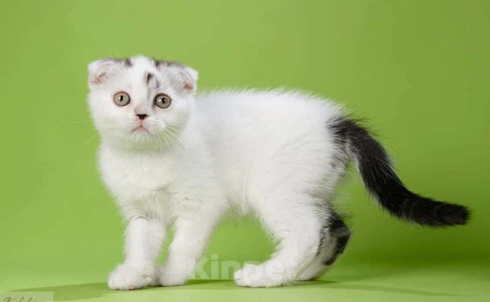 Кошки в Москве: Шотландские мальчики Мальчик, 50 000 руб. - фото 2