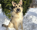 Собаки в Москве: Собака бесплатно в Москве Мальчик, Бесплатно - фото 1