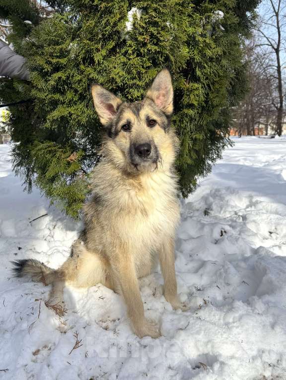 Собаки в Москве: Собака бесплатно в Москве Мальчик, Бесплатно - фото 1