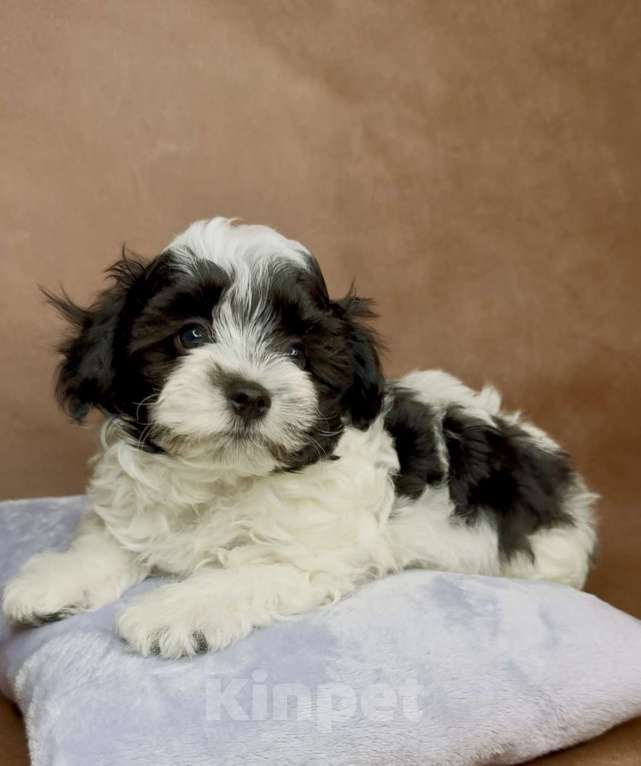 Собаки в Москве: Мальтипу- стандартный мальчик. Мальчик, Бесплатно - фото 1