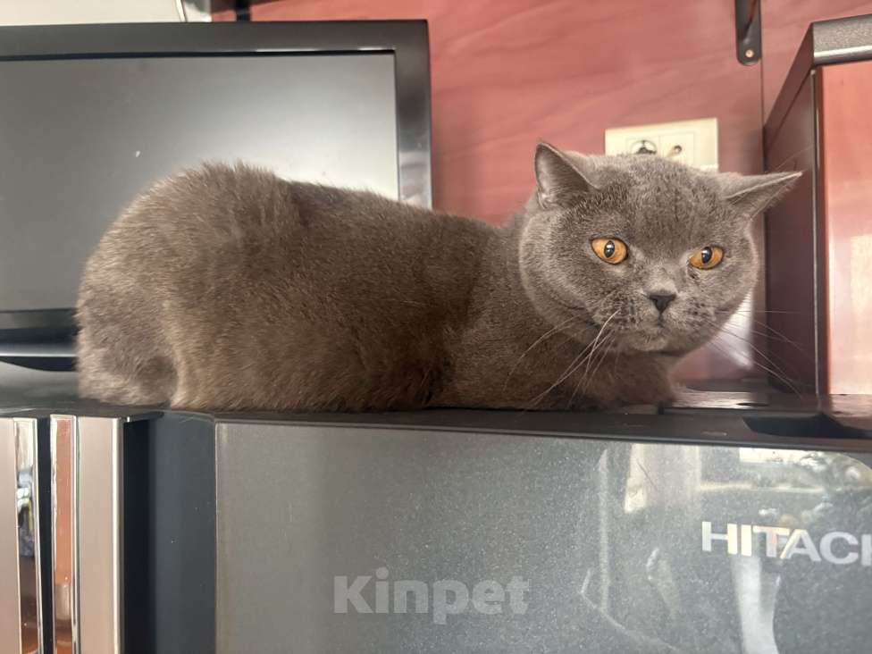 Кошки в Москве: Ласковый британец заботливым хозяевам Мальчик, Бесплатно - фото 5