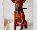 Собаки в Москве: Подрощенный щенок цвергпинчерар Мальчик, Бесплатно - фото 2