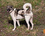 Собаки в Красноярске: Собака, 15 руб. - фото 2