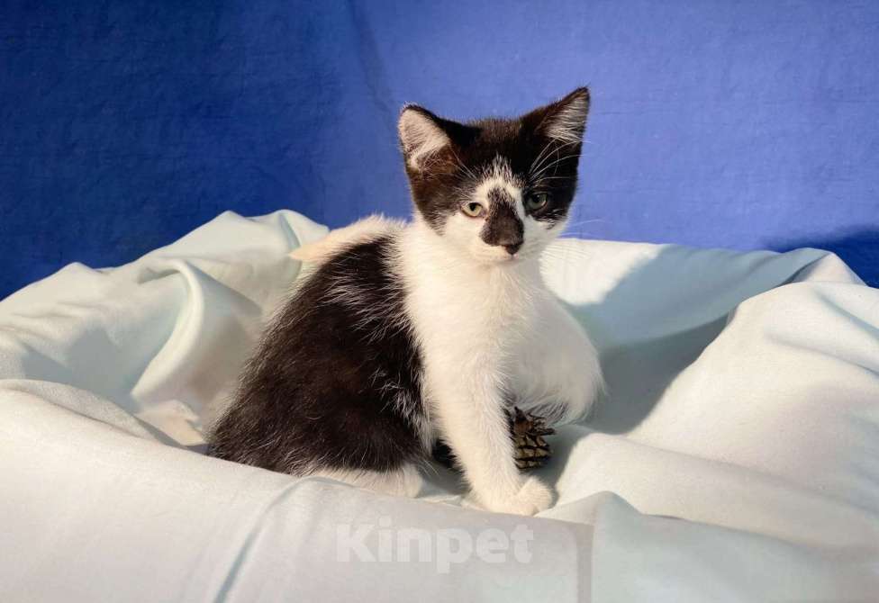 Кошки в Санкт-Петербурге: Ищет дом черно-белая очаровательная девочка Девочка, Бесплатно - фото 5