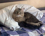 Кошки в Красноармейске: Потерялся кот  Мальчик, 150 руб. - фото 2
