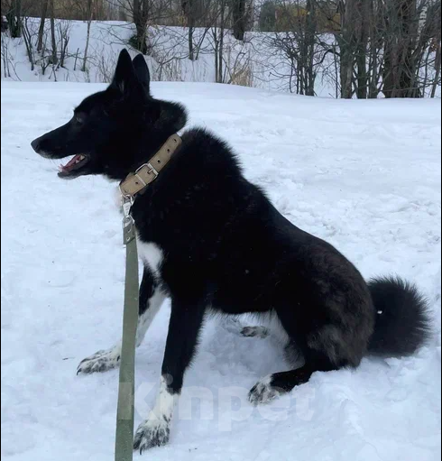 Собаки в Москве: Яра Девочка, Бесплатно - фото 4