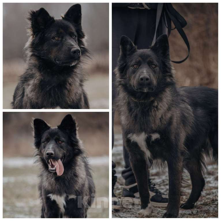 Собаки в Домодедово: В добрые руки Мальчик, Бесплатно - фото 7