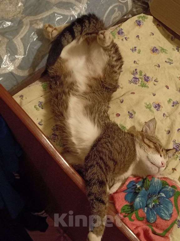 Кошки в Набережных Челнах: Пропал Кот Мальчик, 20 000 руб. - фото 9