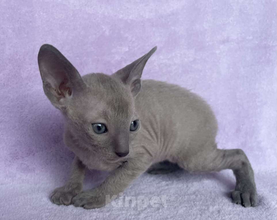 Кошки в Балашихе: Кошечка голубая минковая из московского питомника  Девочка, 70 000 руб. - фото 2