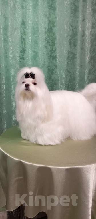 Собаки в Березниках: Щенки мальтезе Девочка, Бесплатно - фото 2