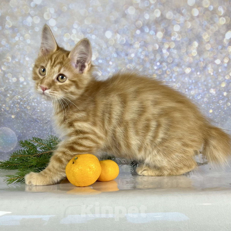 Кошки в других городах Московской области: Prize of Rufus Vallis Мальчик, 40 000 руб. - фото 2