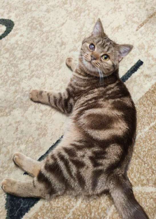 Кошки в Москве: Кения ищет дом Девочка, Бесплатно - фото 2