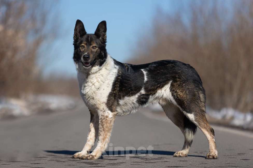 Собаки в Москве: Альянс, скромный нежный мальчик из приюта, ждет свою семью Мальчик, Бесплатно - фото 3