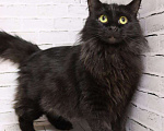 Кошки в Люберцах: Ищет дом очаровательная кошечка Чернышка Девочка, Бесплатно - фото 4
