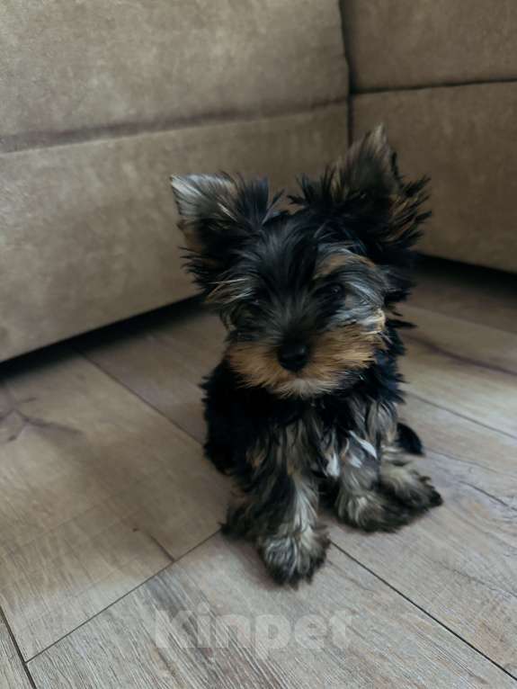 Собаки в Донецке: Продам щенка мальчика Мальчик, 15 000 руб. - фото 4