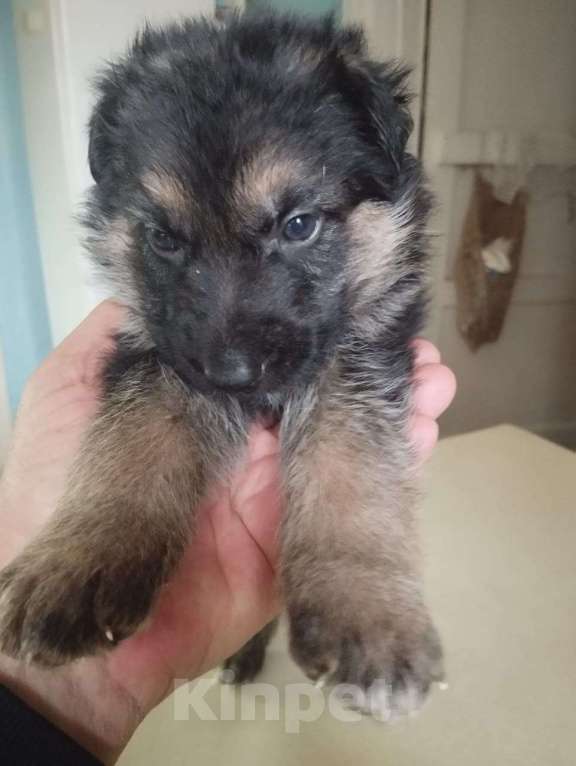 Собаки в Истре: милые МИШКИ Девочка, 20 000 руб. - фото 2