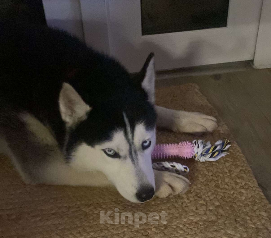 Собаки в других городах Московской области: Герда ищет дом Девочка, Бесплатно - фото 2