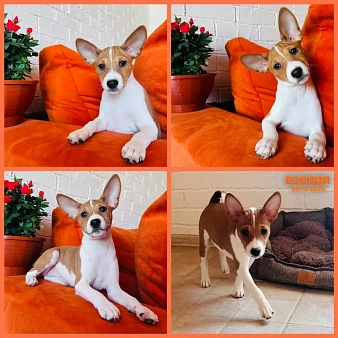 Щенки басенджи