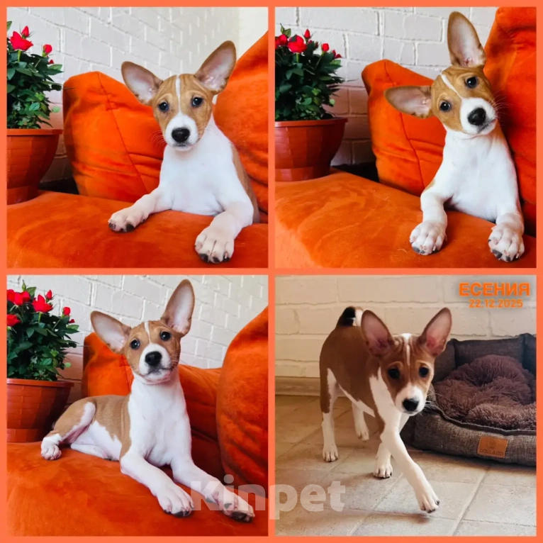 Собаки в Москве: Щенки басенджи Разнополые, 70 000 руб. - фото 1