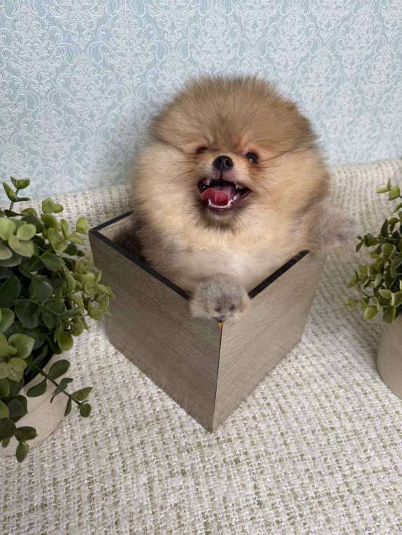 Собаки в Тюмени: Классный парень померанского шпица  Dakster Мальчик, Бесплатно - фото 10