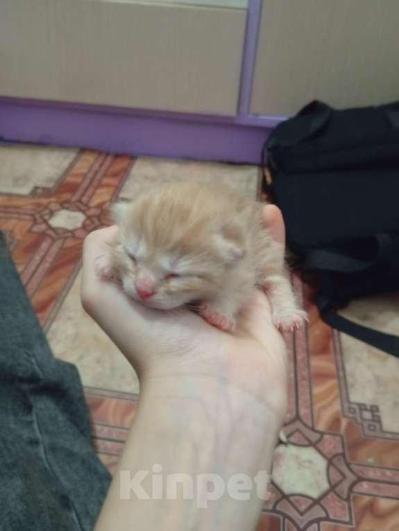 Кошки в Заречном: отдам котят в добрые руки. Мальчик, Бесплатно - фото 1