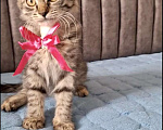 Кошки в Москве: Котёнок полосатый мальчик  Мальчик, Бесплатно - фото 4