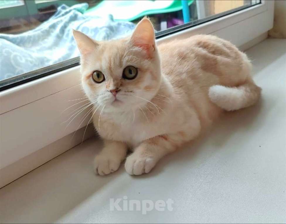 Кошки в Москве: Британские котята Девочка, 30 000 руб. - фото 1