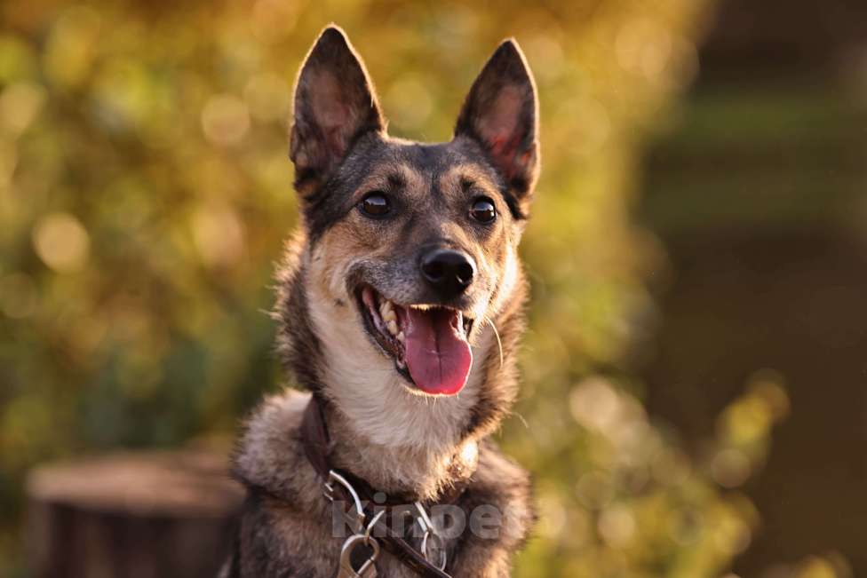 Собаки в Москве: Коротколапик Бадди ищет дом Мальчик, Бесплатно - фото 2