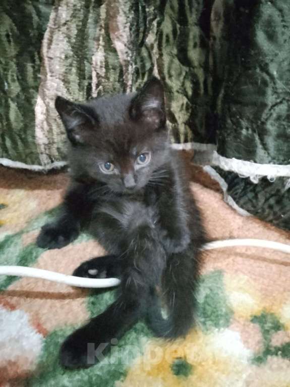 Кошки в Слюдянке: Отдам в хорошие руки Мальчик, Бесплатно - фото 2